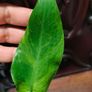 Philodendron Jose Buono Image 5
