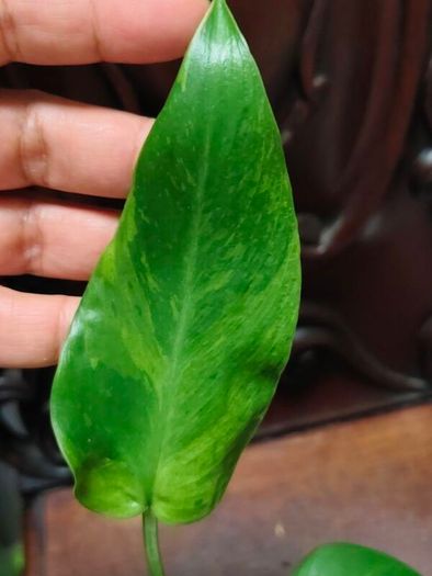 Philodendron Jose Buono