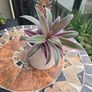 Tradescantia Spathcea plant Image 3