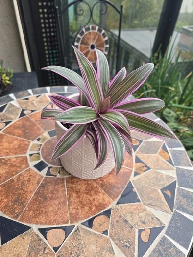 Tradescantia Spathcea plant