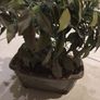 Gorgeous Ceramic Ornamental Bonsoi in Pot Image 2
