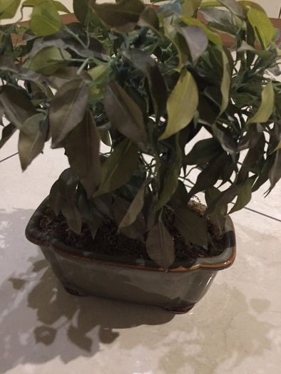 Gorgeous Ceramic Ornamental Bonsoi in Pot