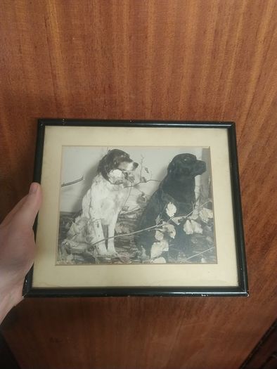 Vintage framed dog photograph