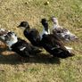 Ducks Image 7
