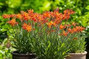 Crocosmia Montbretia 4ft Orange