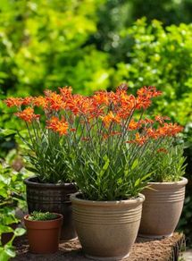 Crocosmia Montbretia 4ft Orange