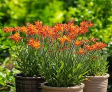 Crocosmia Montbretia 4ft Orange