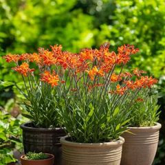 Crocosmia Montbretia 4ft Orange