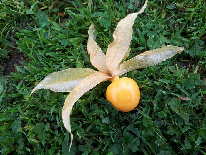 Physalis Seeds