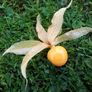 Physalis Seeds Image 2