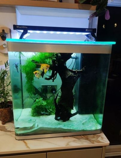 Fluval 150lt aquarium