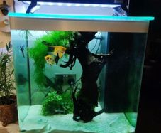 Fluval 150lt aquarium