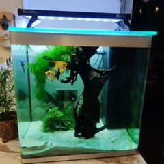 Fluval 150lt aquarium