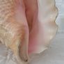Large Queen Conch Shell Image 8