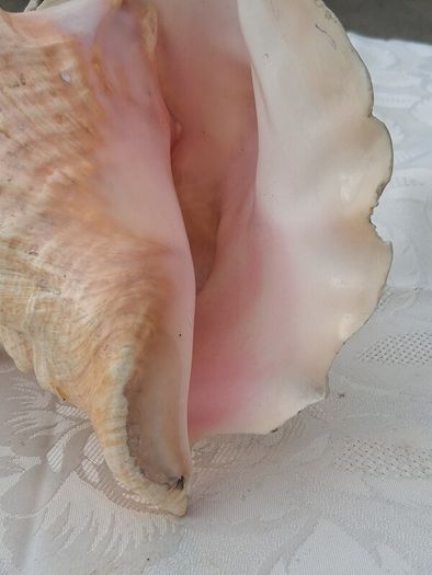 Large Queen Conch Shell