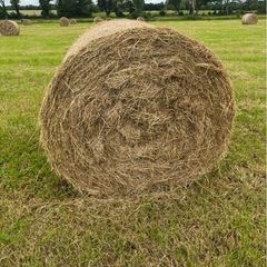 Hay