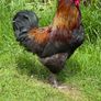 17 weeks Olive Egger Rooster for sale Image 2