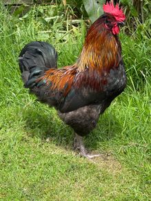 Olive Egger and easter egger Rooster for sale