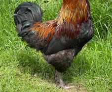 Olive Egger and easter egger Rooster for sale
