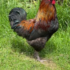 Olive Egger and easter egger Rooster for sale