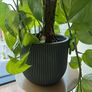 3 Plants w/ Pots (bundle or individual) Image 5