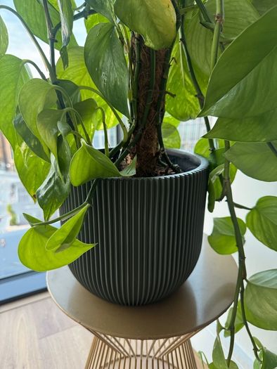 3 Plants w/ Pots (bundle or individual)