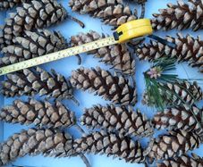 Large Pine cones