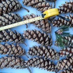 Large Pine cones
