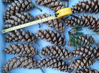 Large Pine cones