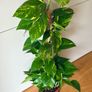 Epipremnum with mosspole in 19cm pot and 80-90cm in height Image 2