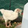 5 wk old pet roosters Image 4