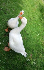 Geese