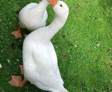 Geese