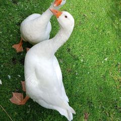 Geese