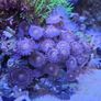 coral frags Image 8