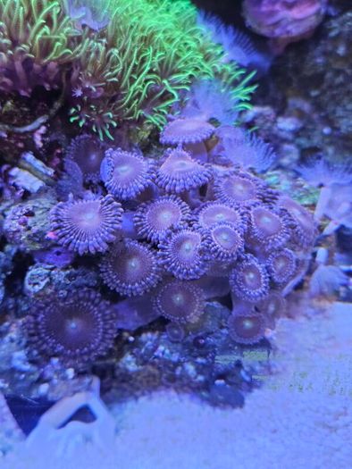 coral frags