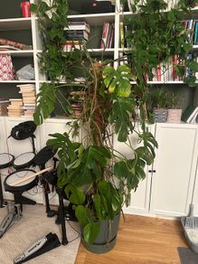 Monstera plant