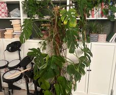 Monstera plant