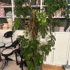 Monstera plant