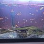 guppies Image 3