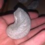Fossil Collection : Clam fossils & Devils Toenail lot Image 7
