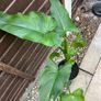 Flowers Calla Lily perennial Image 4