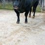 Bull Image 6