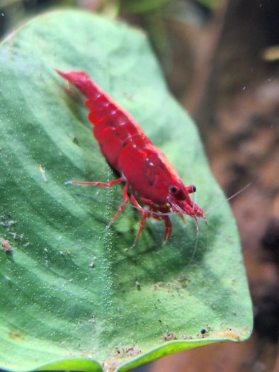 Shrimp and moss