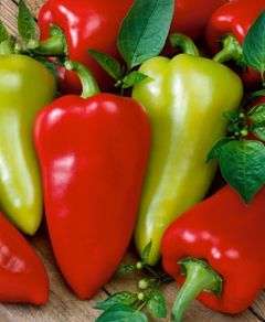 (P) Pepper Monanta seeds 0.2g (110766)