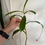 Carnivorous houseplant Nepenthes pitcher plant Image 3