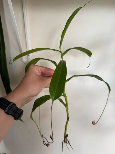 Carnivorous houseplant Nepenthes pitcher plant