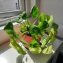Pilea plant Image 3
