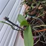 House plants Image 6