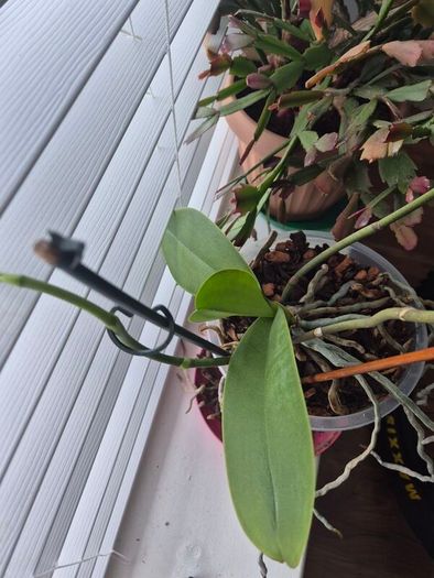 House plants